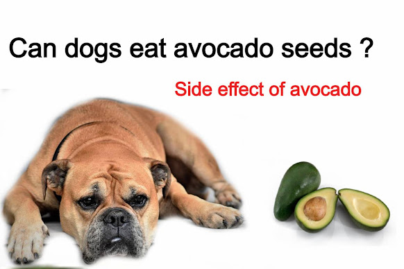 Can dogs eat avocado seeds ? Side effect of avocado seeds
