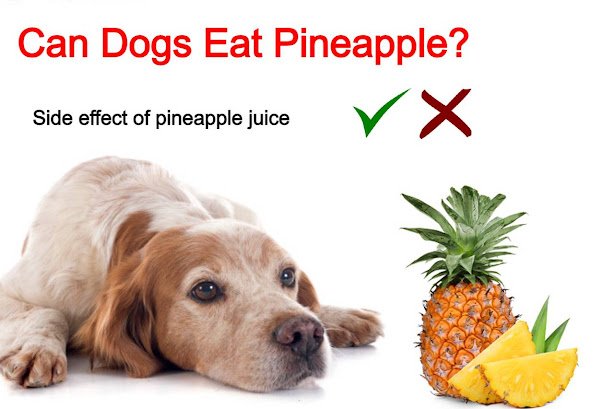 Read more about the article Can Dogs Eat Pineapple? Or side effect of pineapple juice