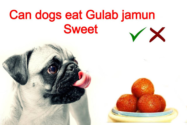Read more about the article Can dogs eat Gulab jamun Sweet  Disadvantage of gulab jamun