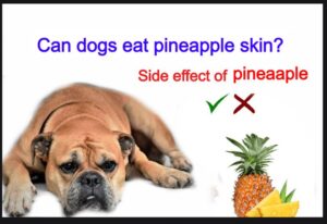 Read more about the article Can dogs eat pineapple skin? Or side effect of pineapple juice