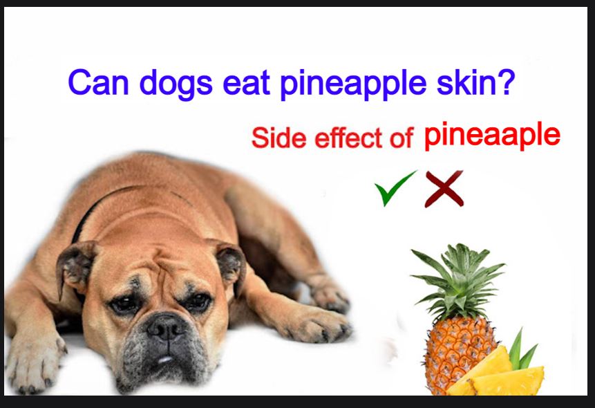 You are currently viewing Can dogs eat pineapple skin? Or side effect of pineapple juice
