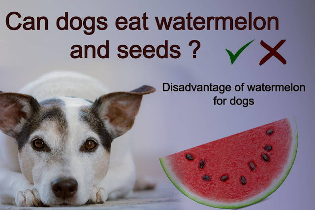 Can dogs eat watermelon seeds , side effects of watermelon seeds?
