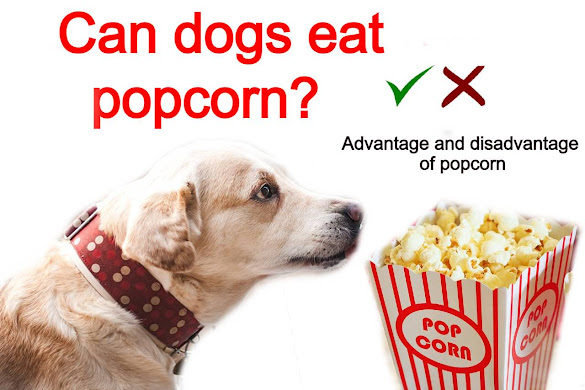 Read more about the article Can dogs eat popcorn? disadvantage of popcorn