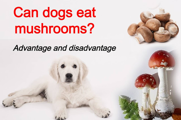 Can dogs eat mushrooms?, Are mushrooms ok for dogs?