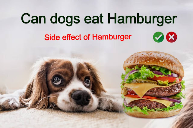You are currently viewing Can dogs eat cooked hamburger and advantage and disadvantage  of it