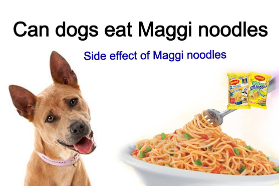 Can dogs eat Maggi? can dogs eat noodle side effects of eating noodle