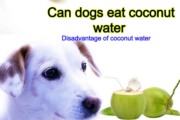 Can dogs drink coconut water? Can dogs eat coconut water?