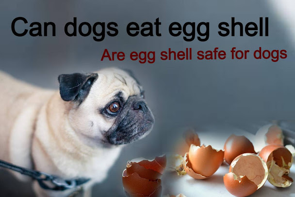 Read more about the article Can Dogs Eat Egg Shells? What happens if a dog eats egg shells?