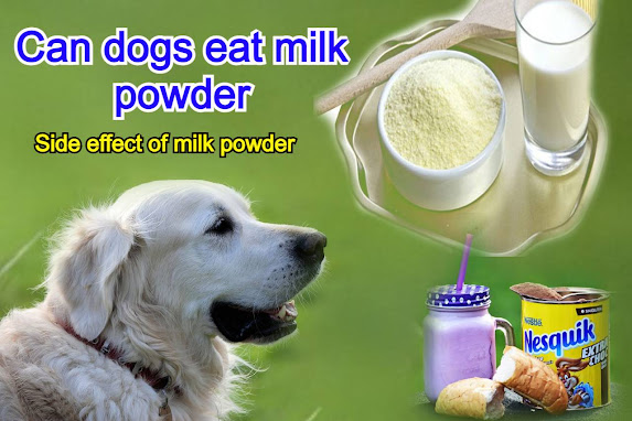 Can dogs eat milk powder? Can we give milk powder to dog? If we give milk powder to a dog