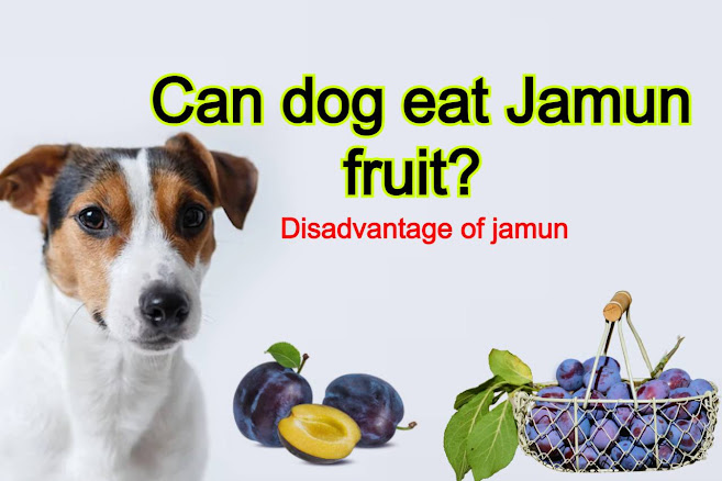 You are currently viewing Can dog ​​eat jamun fruit? Disadvantage of jamun