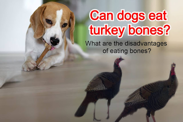 Can dogs eat turkey bones? What are the disadvantages of eating bones?