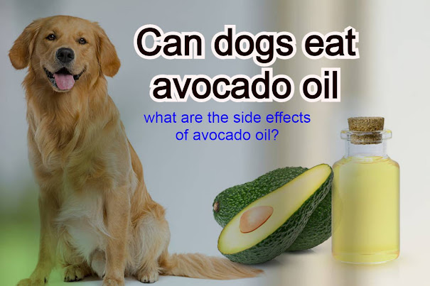 Read more about the article Can dogs eat avocado oil and what are the side effects of avocado oil?
