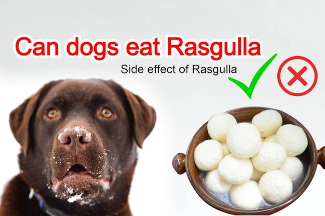 Read more about the article Can dogs eat rasgulla and side effect of rasgulla