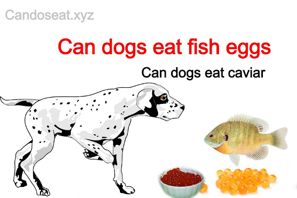 Can dogs eat fish eggs
