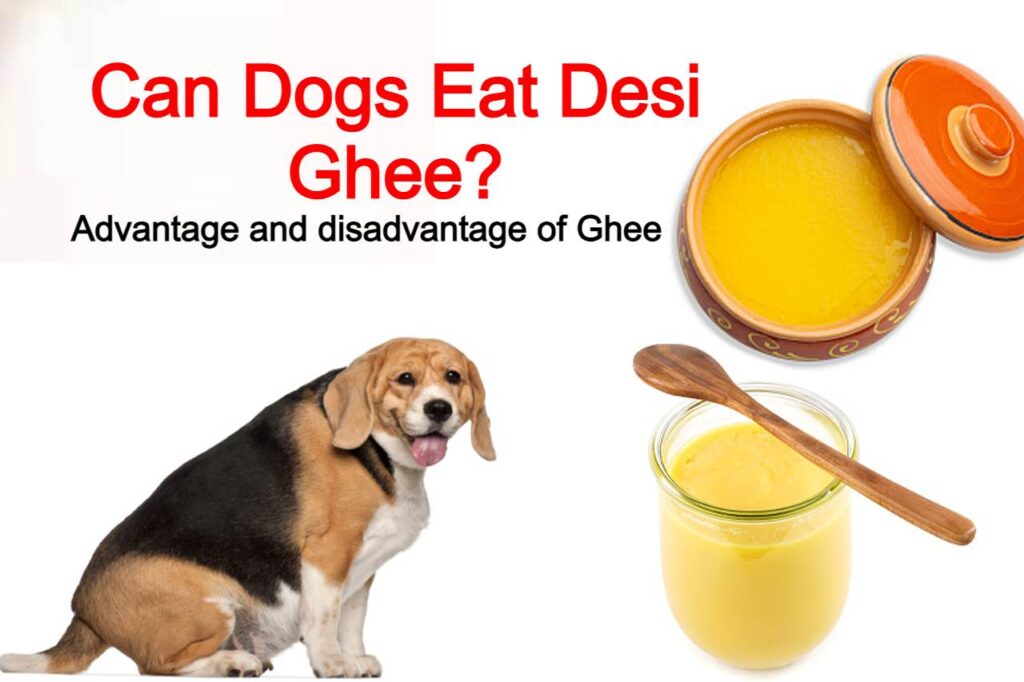 Can dogs eat ghee? Can dogs  take ghee