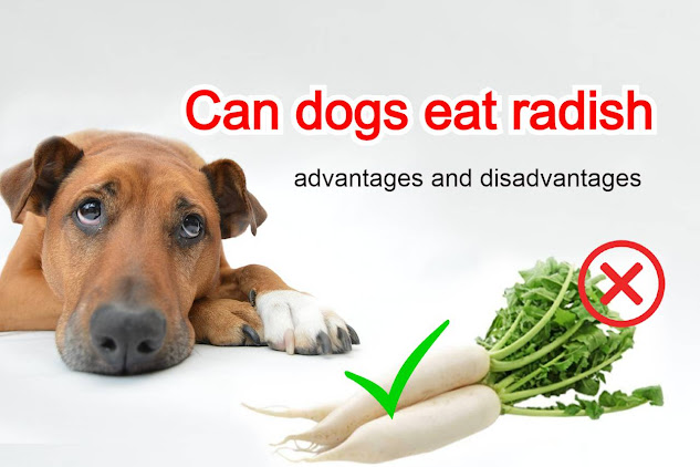 Can dogs eat radish leaves and root , what are the advantages and disadvantages of radish?