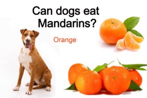 Read more about the article Can dogs eat Mandarins?