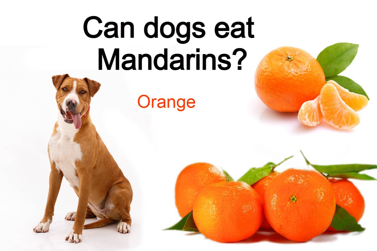 Read more about the article Can dogs eat Mandarins?