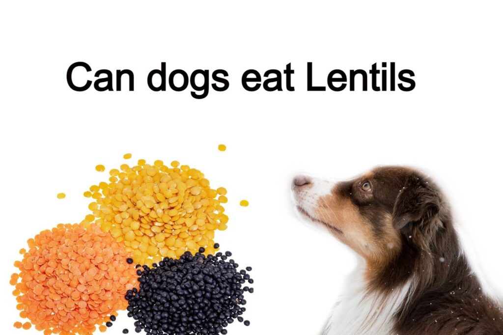 Can dogs eat Lentils