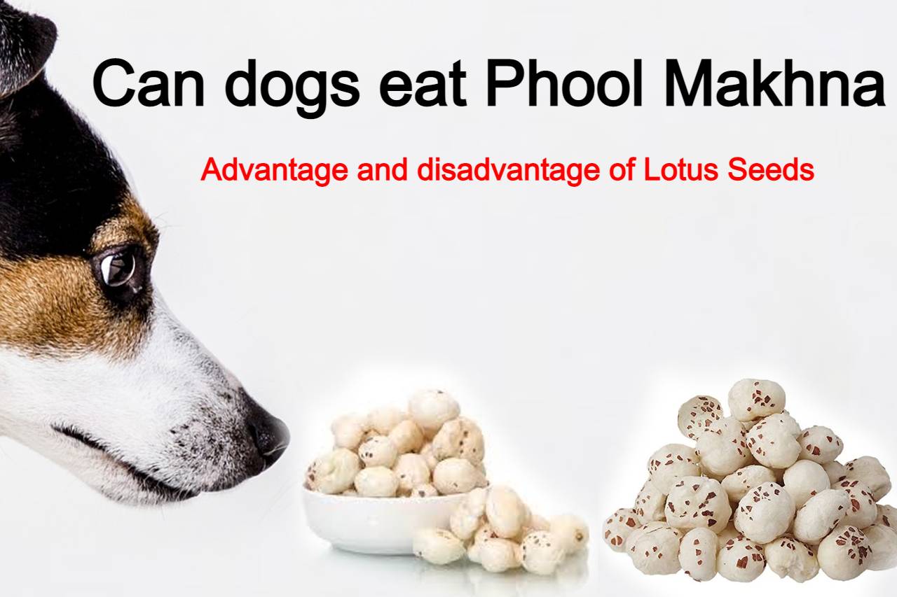 You are currently viewing Can dogs eat Makhana benefits of makhana for dog