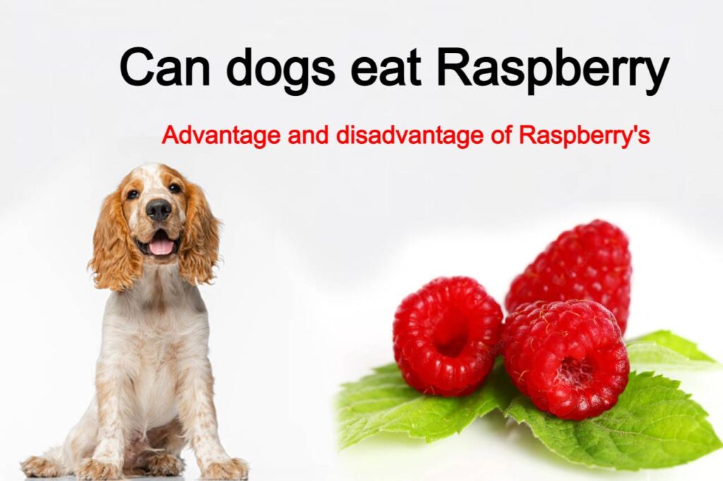 Can dogs eat Raspberry?
