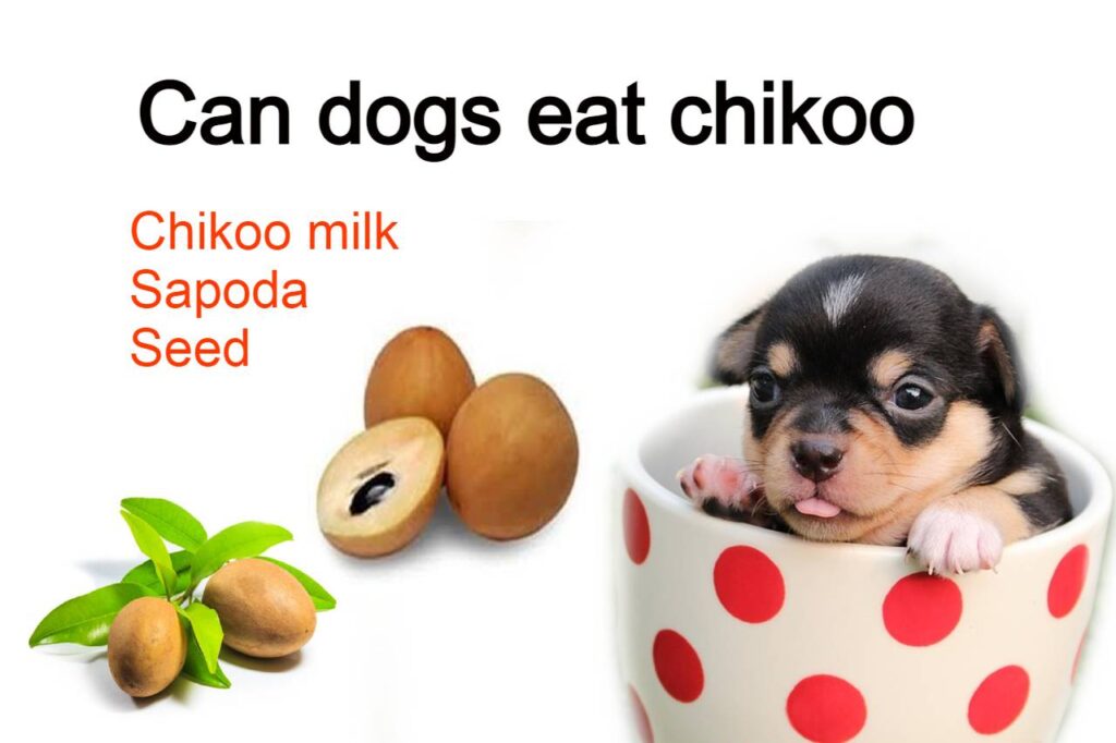 Can dogs eat chikoo, can dog eat chiku, Can dog eat sapota