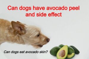 Read more about the article Can dogs have avocado peel and side effect