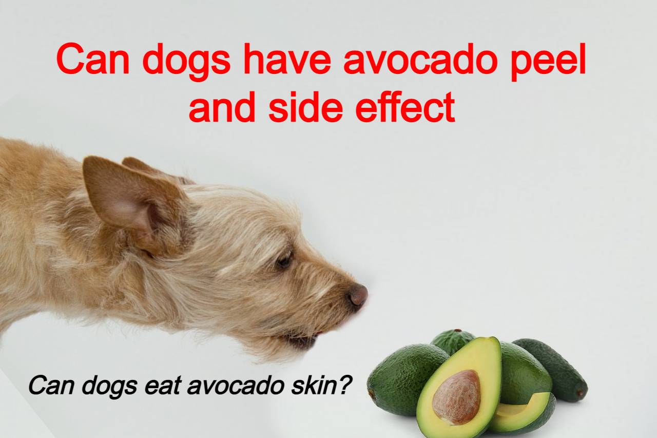 You are currently viewing Can dogs have avocado peel and side effect