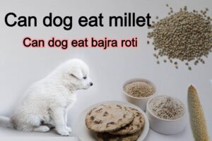 Read more about the article Can dogs eat bajra roti benefits of millet for dogs