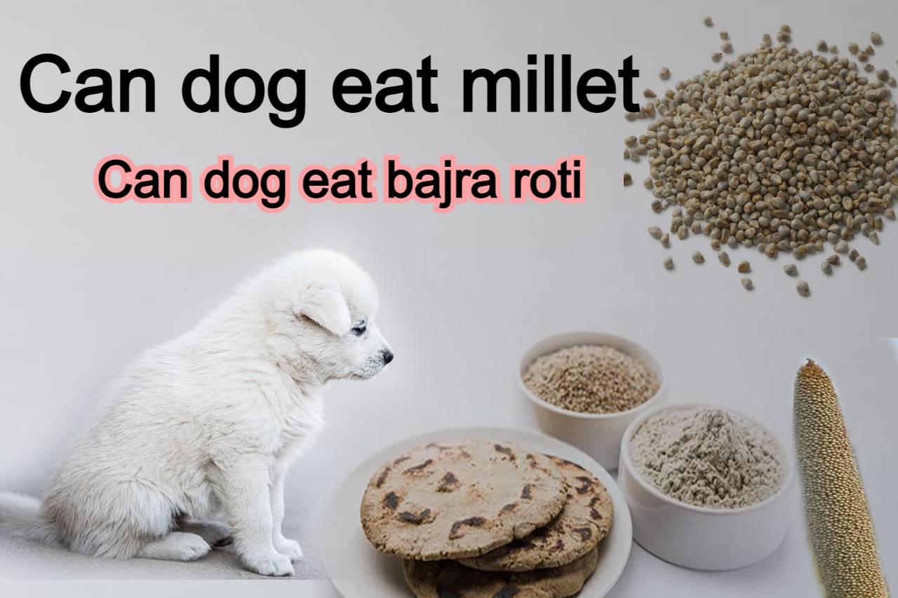 You are currently viewing Can dogs eat bajra roti benefits of millet for dogs