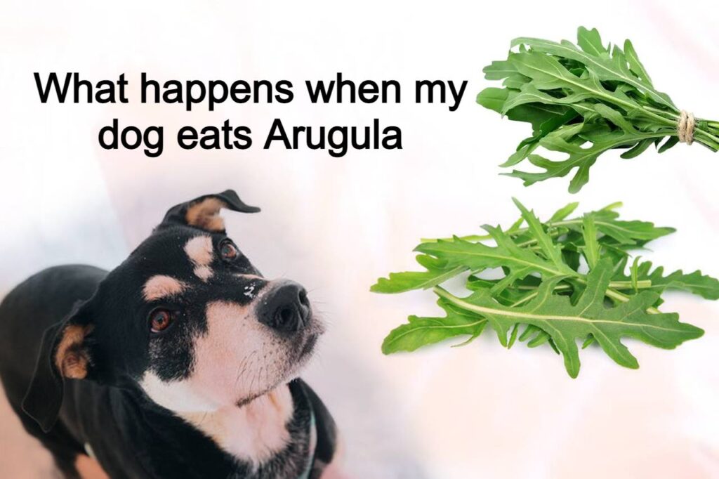 Can dogs eat arugula or can we give ripe arugula to dog. Can dogs have arugula, Is arugula safe for dogs?