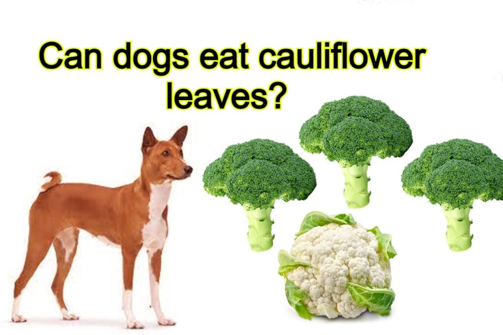 Can dogs eat cauliflower leaves?