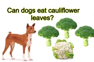 Read more about the article Can dogs eat cauliflower leaves? Don’t fear