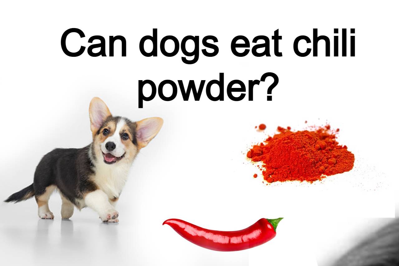 Read more about the article Advantages and disadvantages of giving chilli to dog