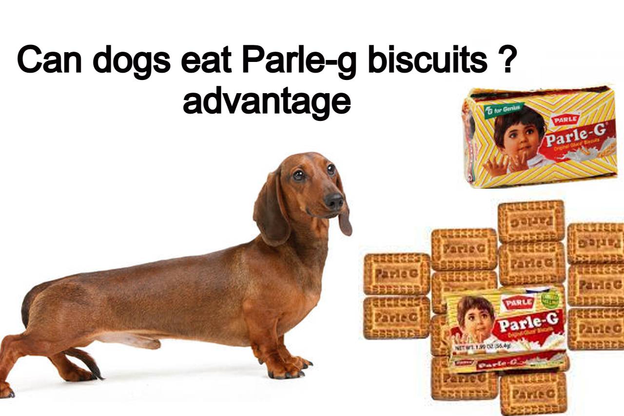 Read more about the article Can dogs eat parle g Biscuits and advnage and disadvantage