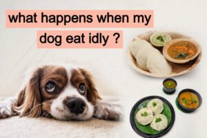 Read more about the article Can dogs eat idli ,what are the side effects of idli?