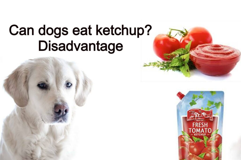 Can dogs eat ketchup? side effect or Disadvantage