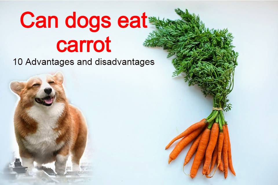 Read more about the article 10 Advantages and disadvantages of feeding carrots to dogs