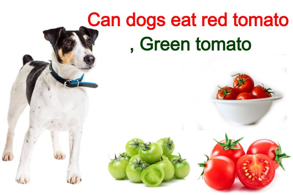 Can dogs eat tomato everyday ? Tomatoes side effect for dog