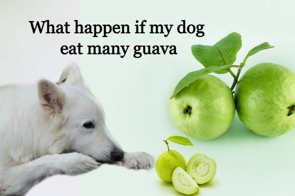 Can dogs eat guava, Benefits of eating guava for dog-