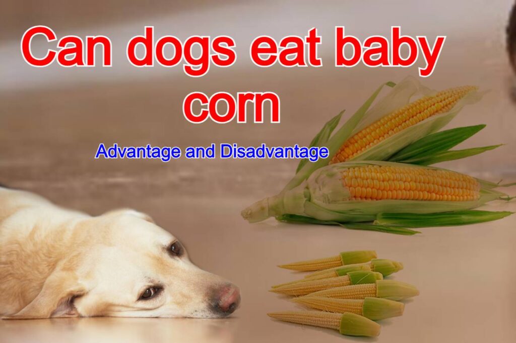 Can dogs eat baby corn, Advantages and disadvantages of baby corn