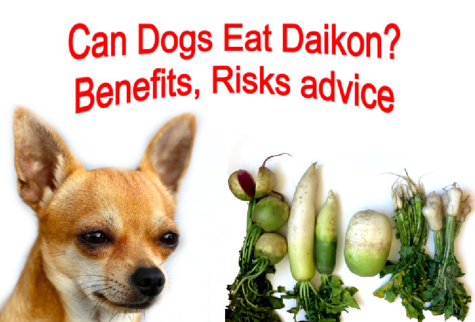 Read more about the article Can Dogs Eat Daikon? Benefits, Risks advice