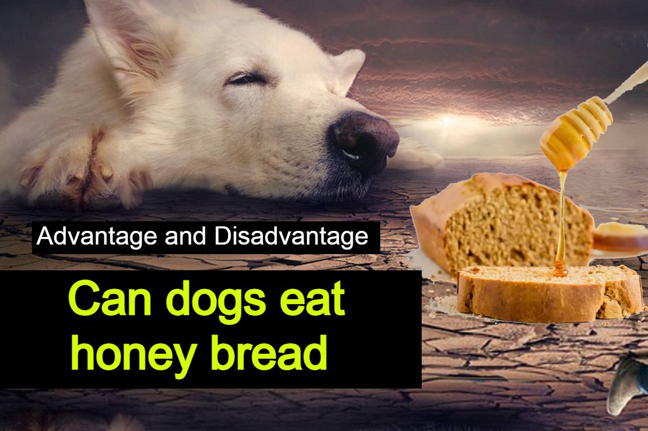 Read more about the article Advantages and disadvantages of giving honey wheat bread to dogs