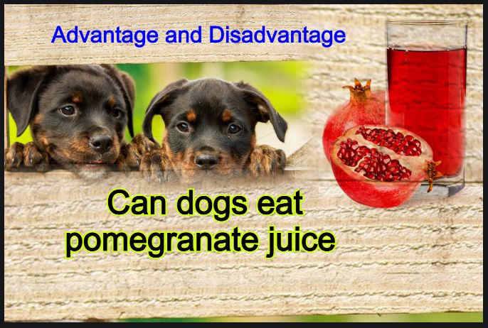 Can dogs eat pomegranate juice advantage and disadvantage