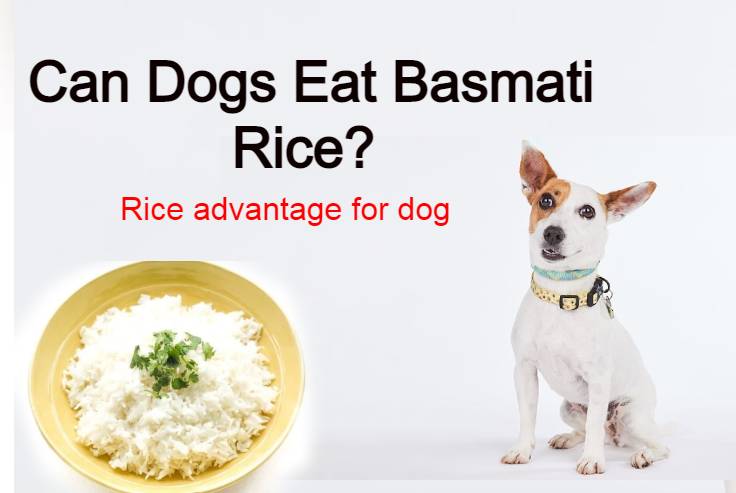 Read more about the article Can Dogs Eat Basmati Rice? rice advantage for dog