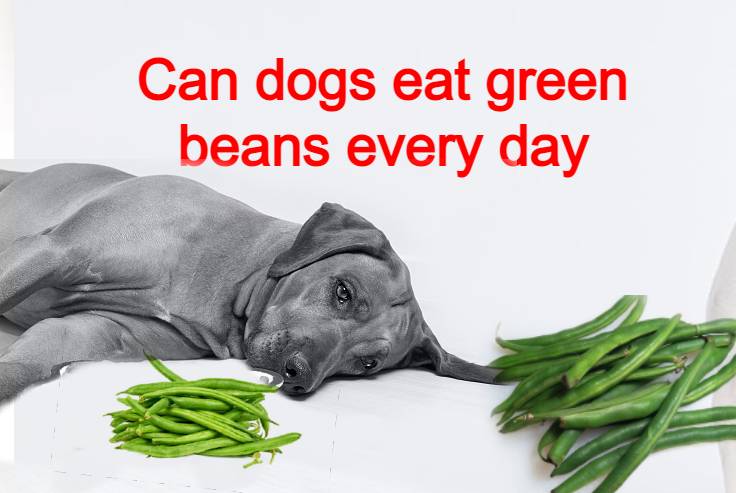 can dogs eat green beans daily, can dogs eat green beans every day ,Can Dogs Eat Green Beans