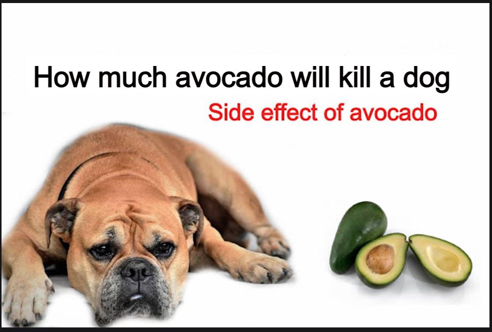 How much avocado will kill a dog